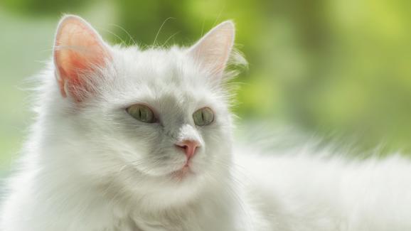 10 от най-неподходящите породи котки за неопитни стопани