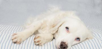 Анемия при кучетата - какво трябва да знаем
