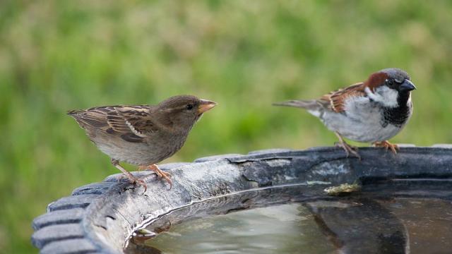 Не забравяйте, че и животните са жадни в жегите – ето как да им помогнем