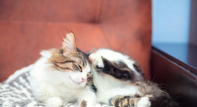 котка бълхи