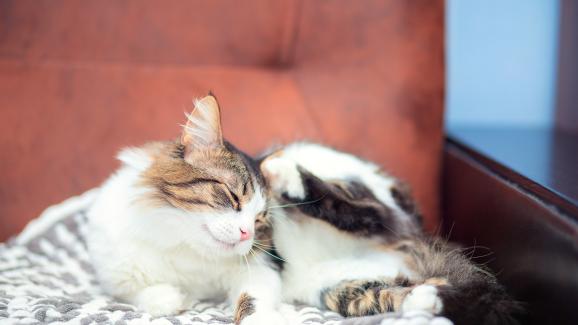 5 лесни начина да предпазим котката от бълхи