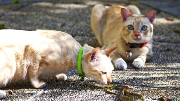 котка и змия