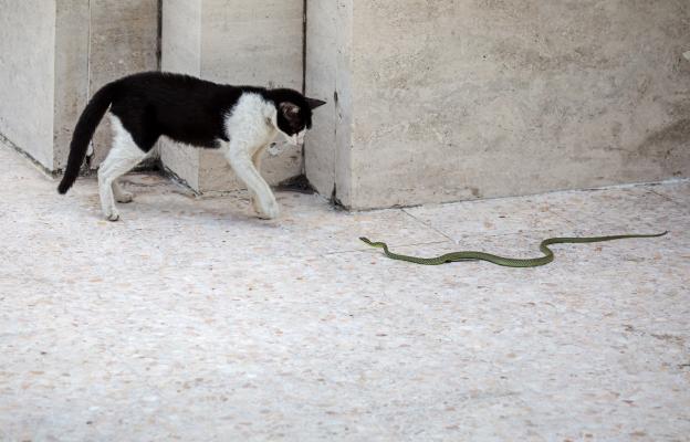 котка и змия