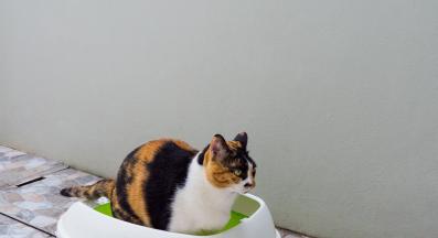 котка котешка тоалетна