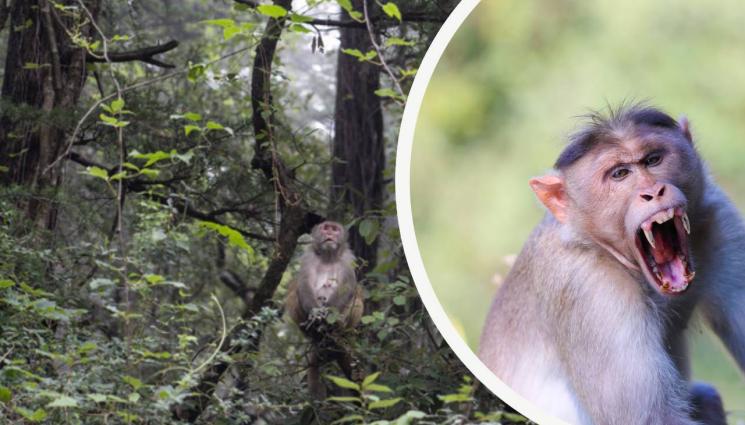 макак - ПРЕСТЪПЛЕНИЕ И НАКАЗАНИЕ: Убиха макак от маймунската банда в Япония