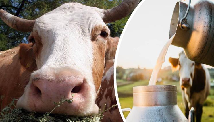 агро - Агро Телеграф: Европа го закъса с кравите