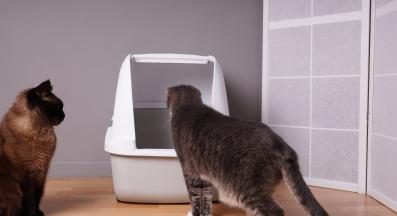 котка котешка тоалетна