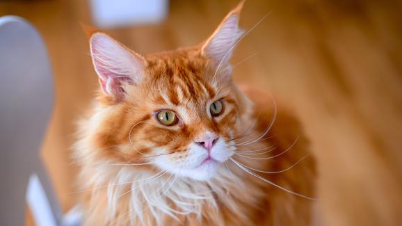 9 породи котки, които могат да се открият в оранжев цвят