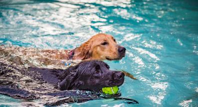 куче басейн