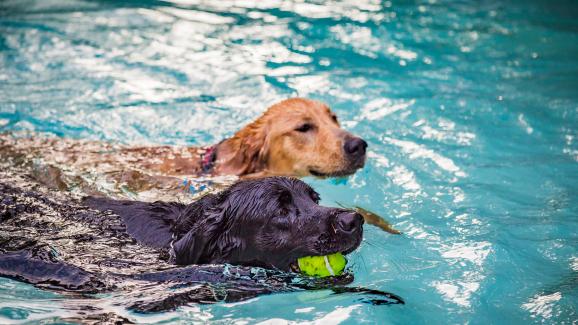 Опасен ли е хлорът в басейна за кучетата
