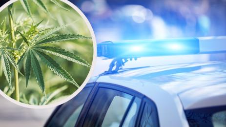 полиция канабис