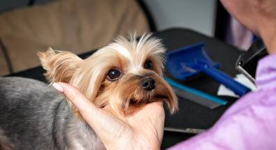 Йоркширски териер