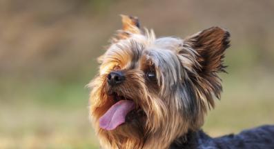 Йоркширски териер