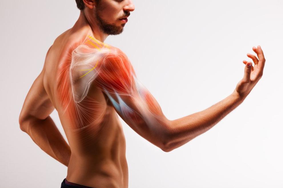 Всеки човек има мускули. Те ни държат изправени и ни