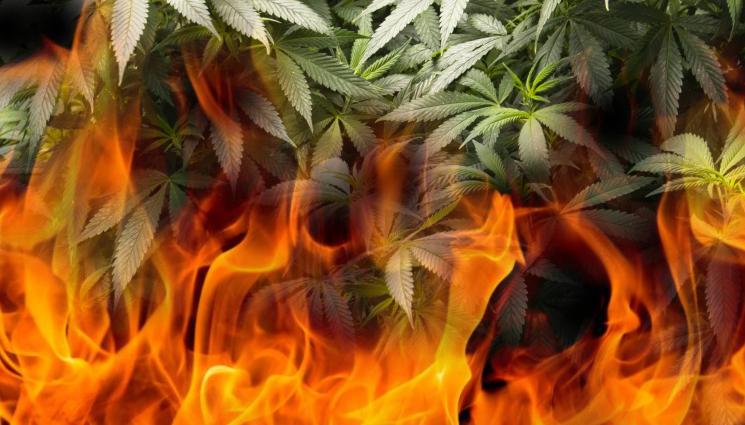 канабис пожар - ВЕСЕЛ ДИМ: Изпепелиха 145 кг канабис в нива край гората