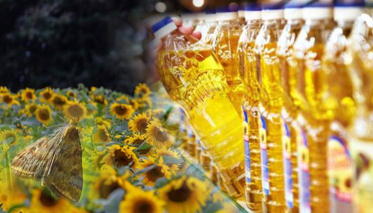 слънчоглед олио перепуда - Слънчогледът евтин, олиото - скъпо!