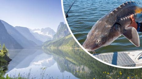 Дарвин Нунес