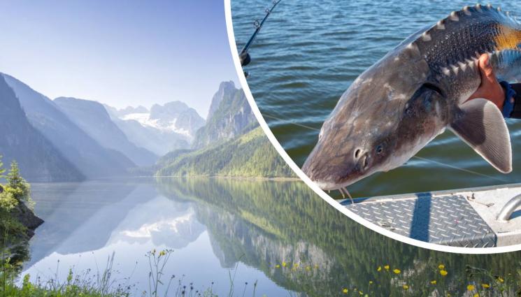 Дарвин Нунес - Фенки полудяха по рибата на Нунес