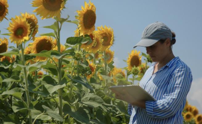 Земеделците към управляващите: Това решение блокира всякакъв вътрешен пазар на слънчоглед