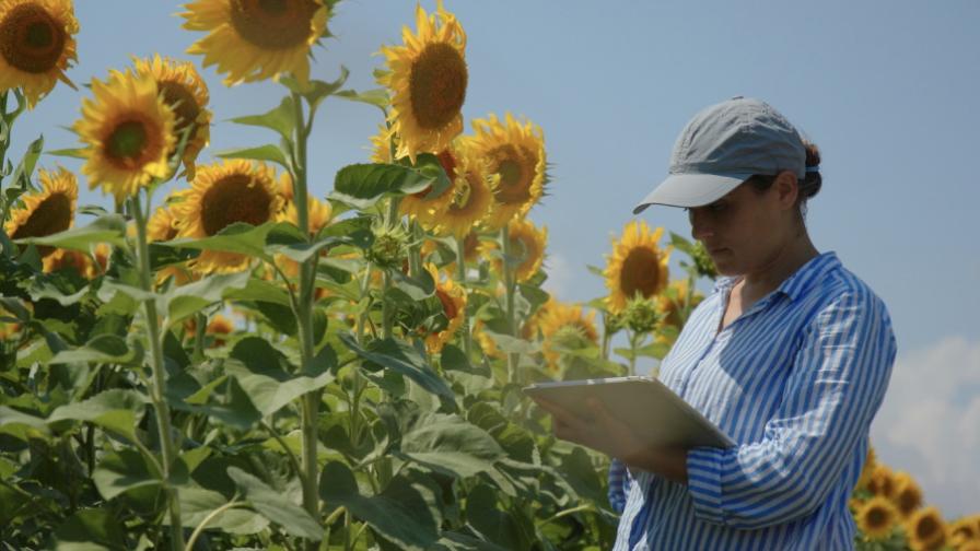 Зърнопроизводителите готвят протести срещу „безконтролния внос на слънчоглед от Украйна“