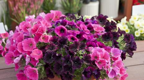 петуния