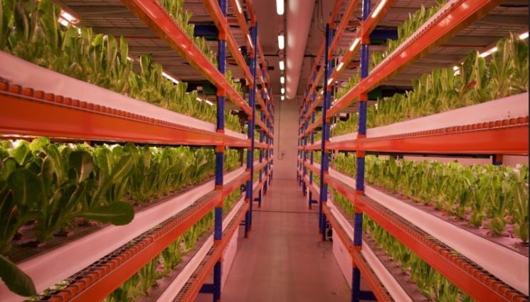 градина - Агро Телеграф: 1 млн. кг салати от най-голямата градина в света