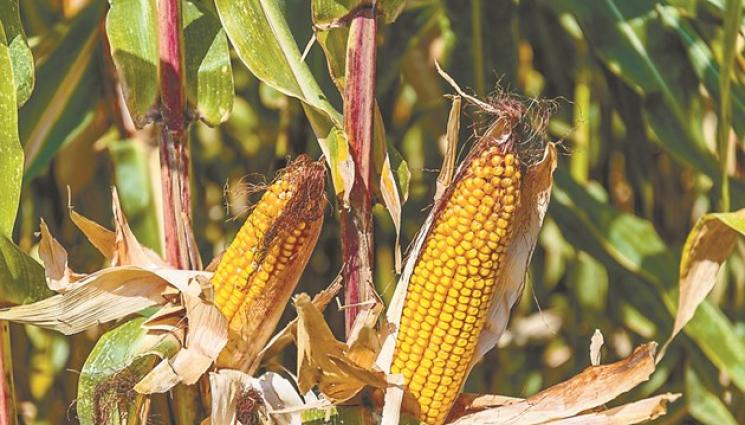 царевица - Производителите на царевица ще бъдат обезщетени заради сушата