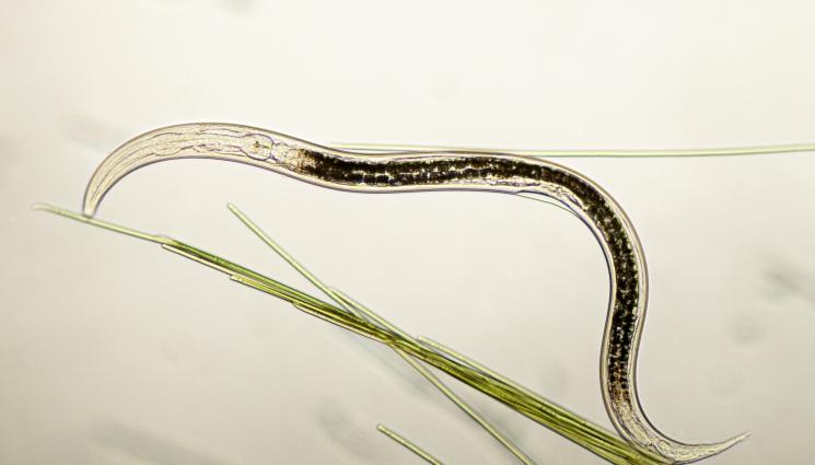 Нематоди - Агро Телеграф: Нематоди заплашват реколтата 