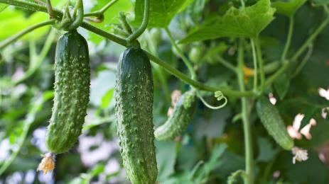 краставици