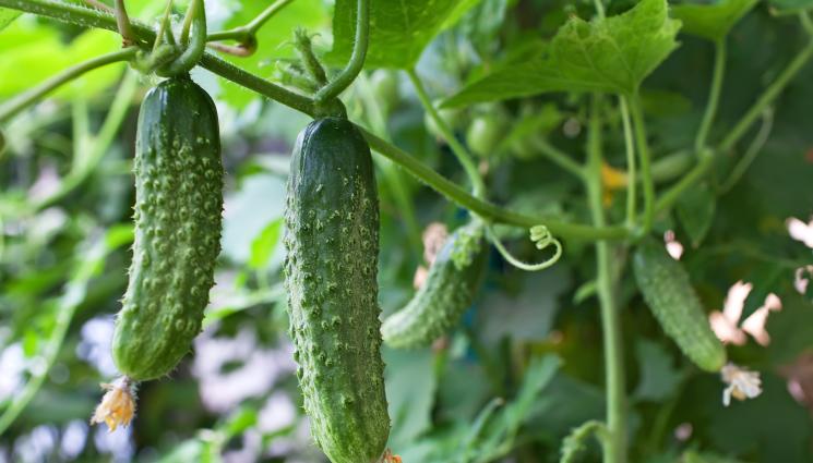 краставици - Агро Телеграф: Махаме излишни листа от краставиците