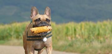 Можем ли да почерпим кучето си с царевица на плажа