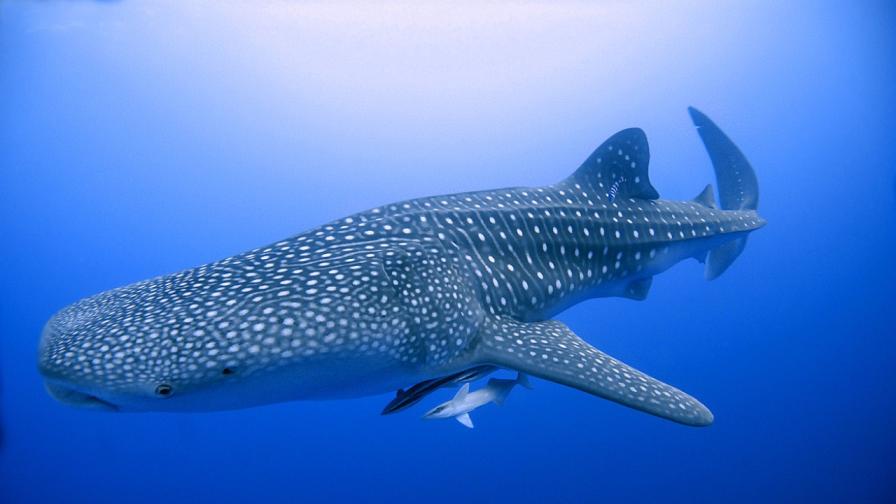Биолози от Австралийския институт за морски науки са идентифицирали най-голямото всеядно животно на Земята. То е риба, при това най-голямата в света - китовата акула