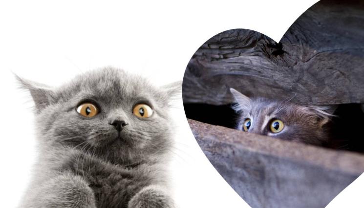 котка котки коте страх