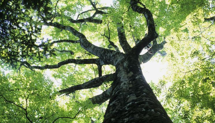 dyrwo - ВЯРА: Дълголетие носи дървото на св. Пантелеймон