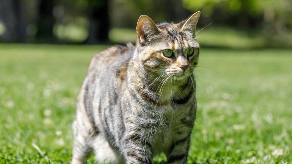 12 породи котки със средна дължина на козината