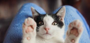 10 неща, които правят котките истински щастливи