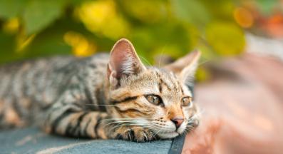 тъжна котка