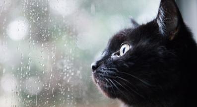 котка дъжд
