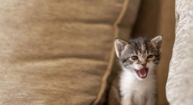 Котка мяука