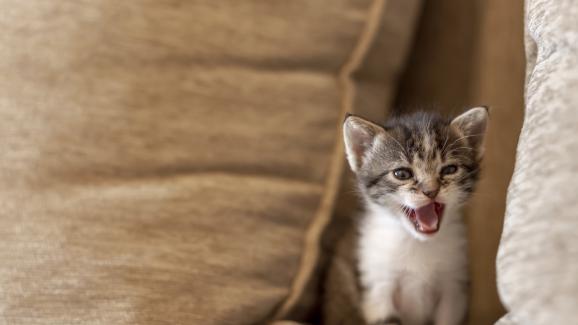 7 причини, поради които котката ви не спира да мяука