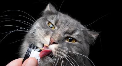 котка ближе лакомство