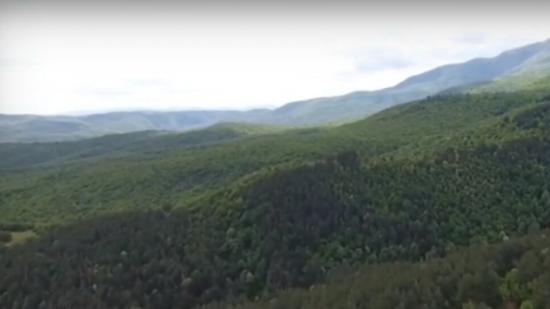 Писмото на "Интръст" ЕАД на Делян Пеевски, което спаси гората край с. Црънча