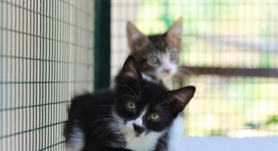 коте за осиновяване Хари Потър