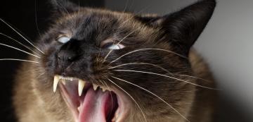 8 породи котки, които могат да бъдат агресивни