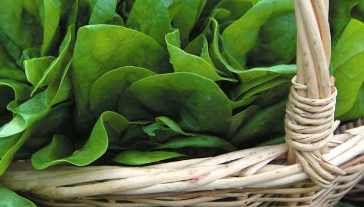 Спанак - ЗАВИНАГИ МЛАДИ: Ето кое растение връща младостта и красотата. Консумацията му има магически свойства върху тялото