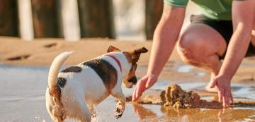Безопасно ли е за кучето да яде пясък