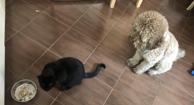 котка и куче храна