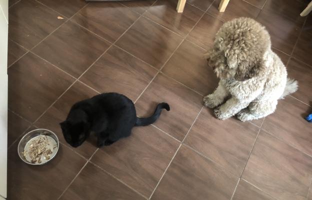 котка и куче храна