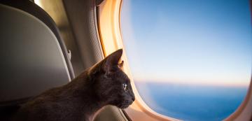 Как да успокоим котката при пътуване със самолет