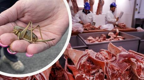 месо протеини